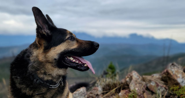 Sam